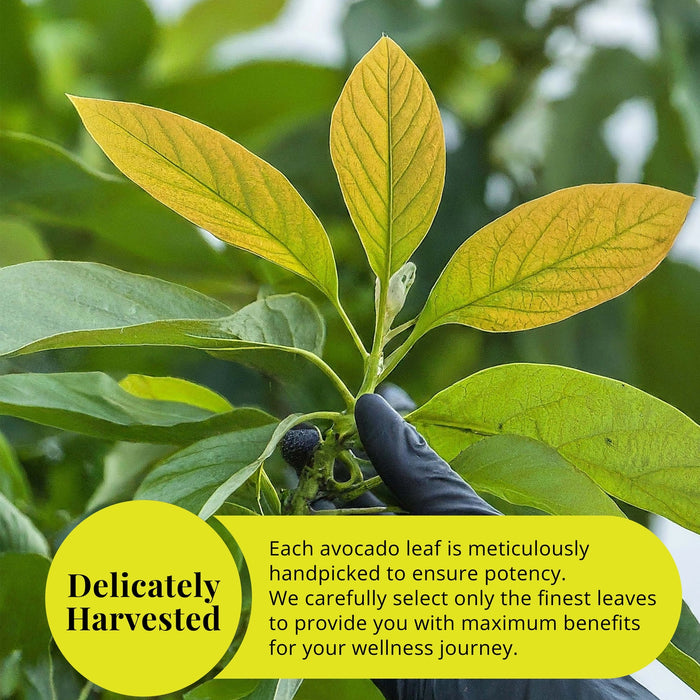 2.6 OZ DRIED AVOCADO LEAVES, HOJAS DE AGUACATE, LOOSE LEAVES - CASE OF 12