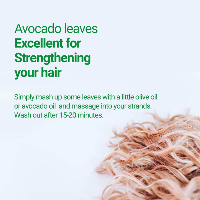 2.6 OZ DRIED AVOCADO LEAVES, HOJAS DE AGUACATE, LOOSE LEAVES - CASE OF 12