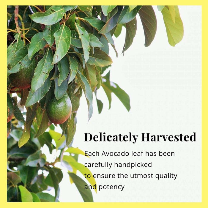 2.6 OZ DRIED AVOCADO LEAVES, HOJAS DE AGUACATE, LOOSE LEAVES - CASE OF 12