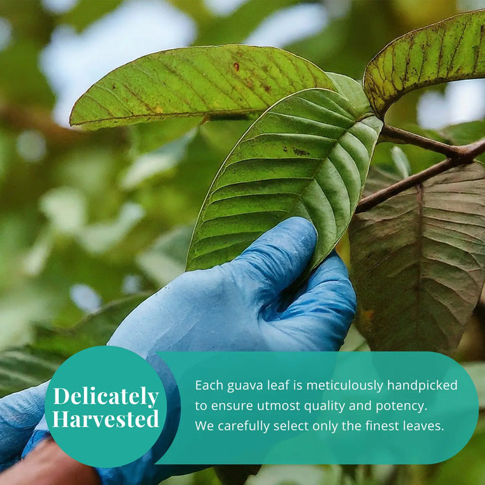 DRIED GUAVA LEAVES 2.6 OZ. | ALL NATURAL HERBAL TEA - CASE OF 12