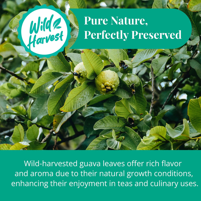 DRIED GUAVA LEAVES 2.6 OZ. | ALL NATURAL HERBAL TEA - CASE OF 12