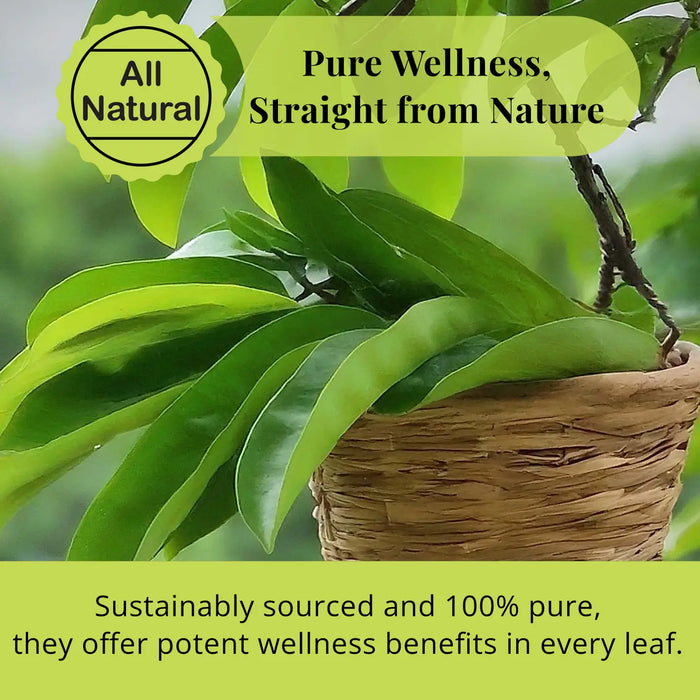 200+ SOURSOP LEAVES, HOJAS DE GUANABANA DRIED GRAVIOLA LEAVES - CASE OF 12
