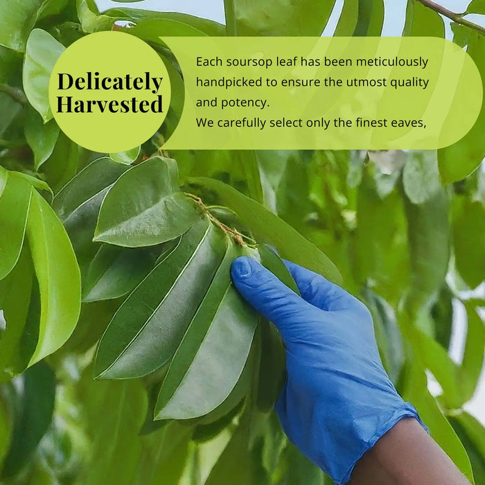 200+ SOURSOP LEAVES, HOJAS DE GUANABANA DRIED GRAVIOLA LEAVES - CASE OF 12