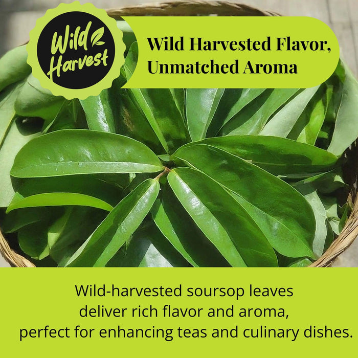 200+ SOURSOP LEAVES, HOJAS DE GUANABANA DRIED GRAVIOLA LEAVES - CASE OF 12